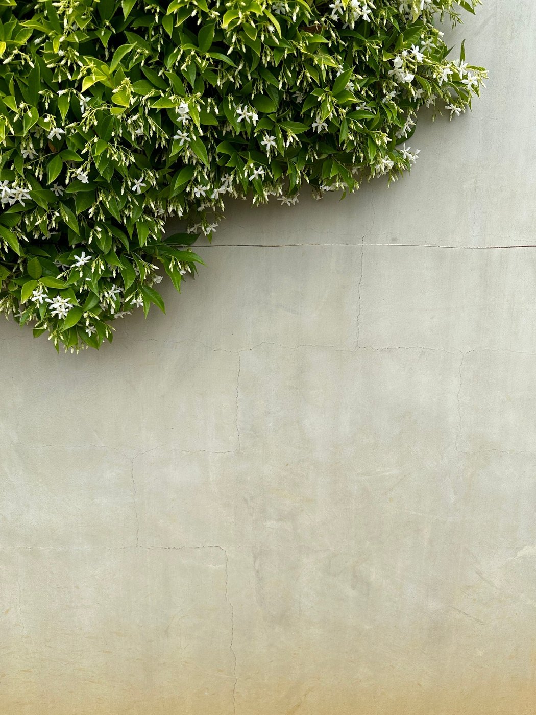 Leafy vine with small white flowers spilling over a smooth pale concrete wall