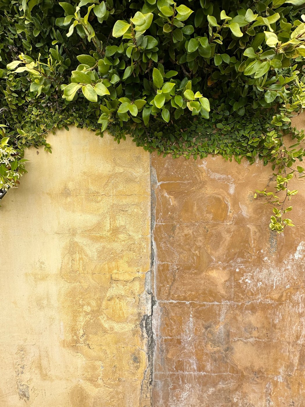 Glossy green leaves spilling over a weathered, stained ochre wall