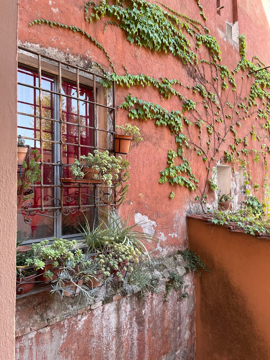 Green ivy climbing a faded coral-pink wall around a barred window lined with potted plants