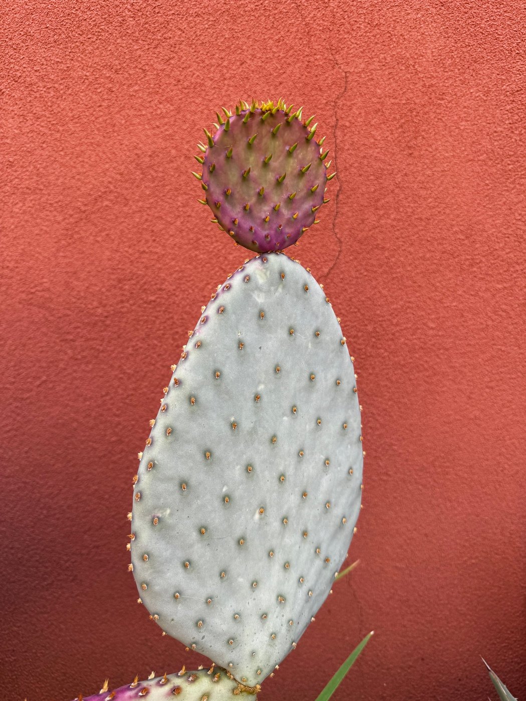 Pale prickly pear cactus pad topped with a purple-tinged new pad against a terracotta wall