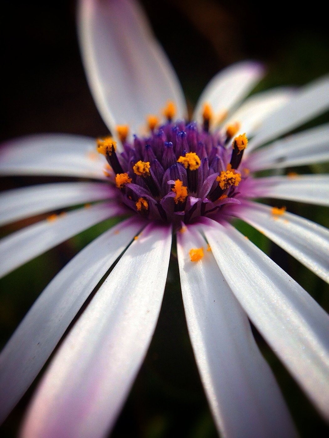 Close-up of a white and violet daisy-like flower with a purple center and orange pollen