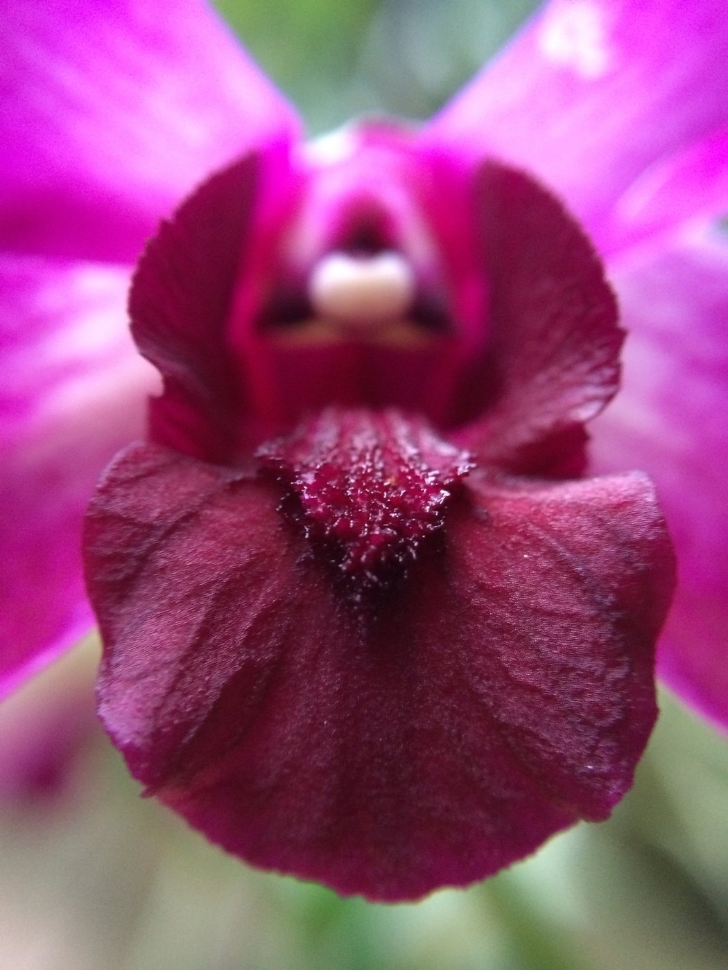 Macro view of a magenta orchid's deep crimson lip and pale center