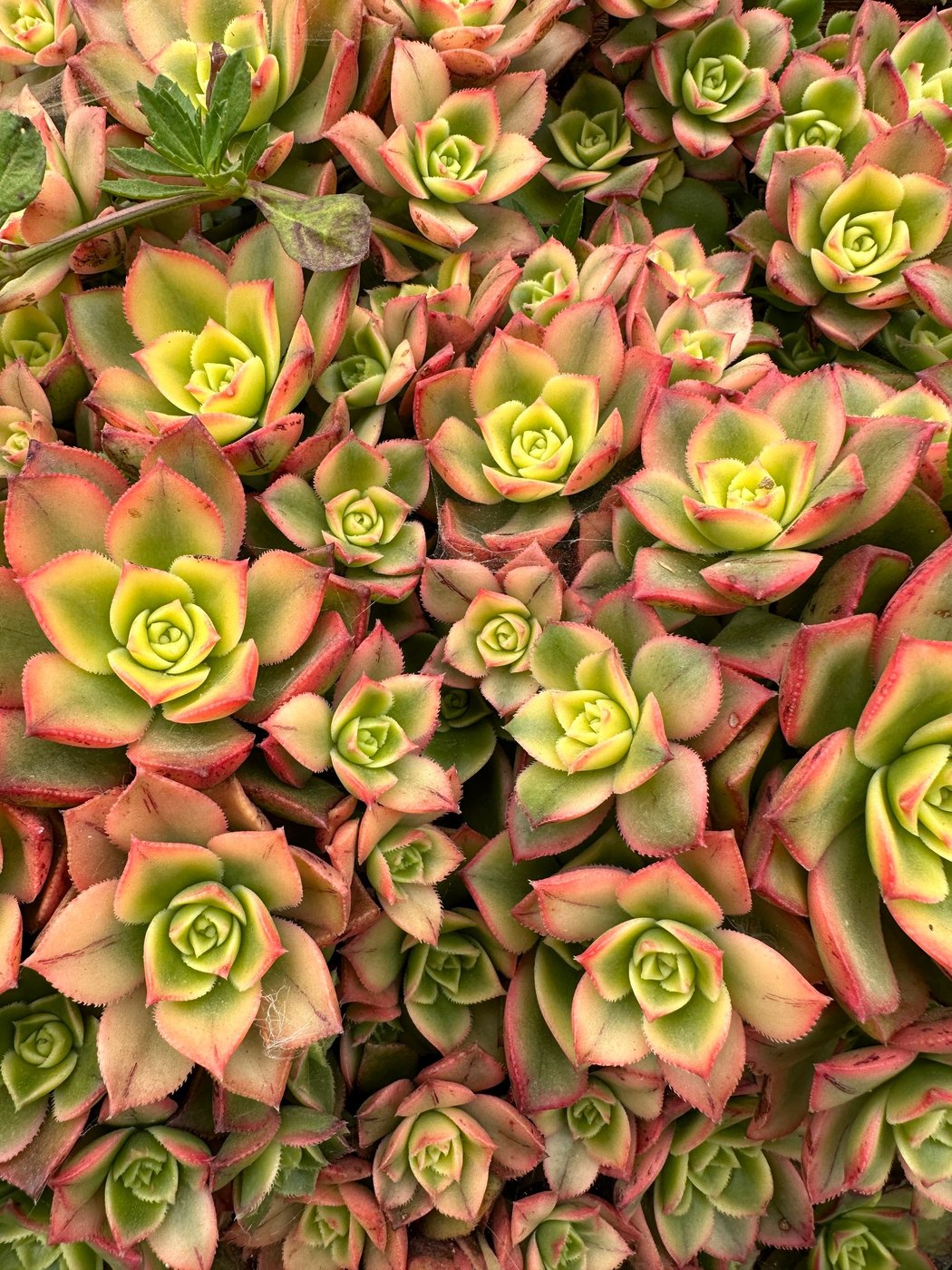 Dense carpet of pale green succulent rosettes with rosy pink edges