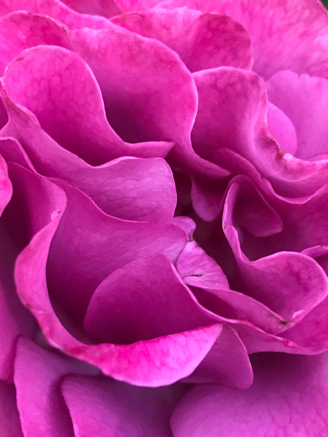 Close-up of ruffled, tightly layered magenta flower petals in soft light