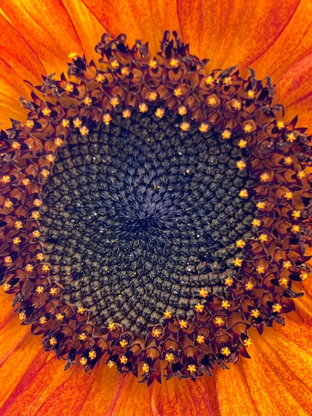 Close-up of a sunflower-like bloom's dark spiraling center ringed by orange petals