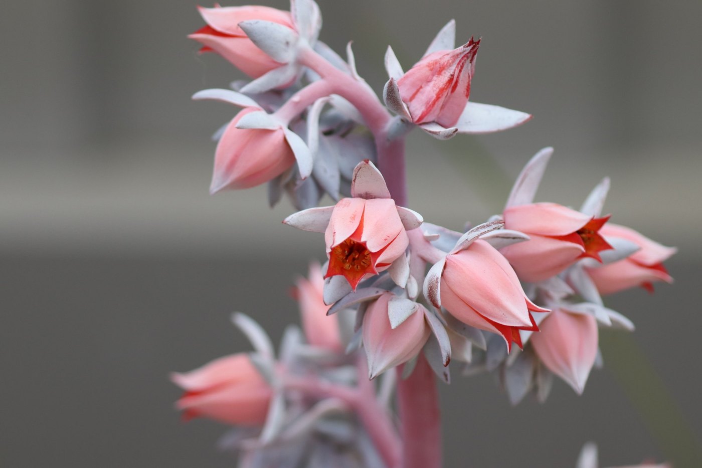 Clusters of pink and coral bell-shaped succulent flowers against a soft gray background