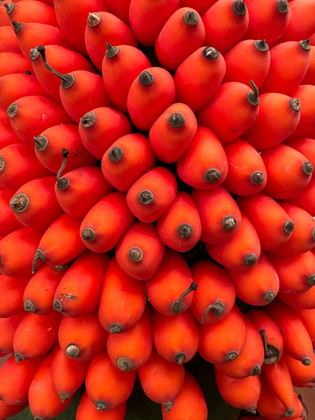 Tightly packed cluster of glossy orange-red berries, each tipped with a small dark point