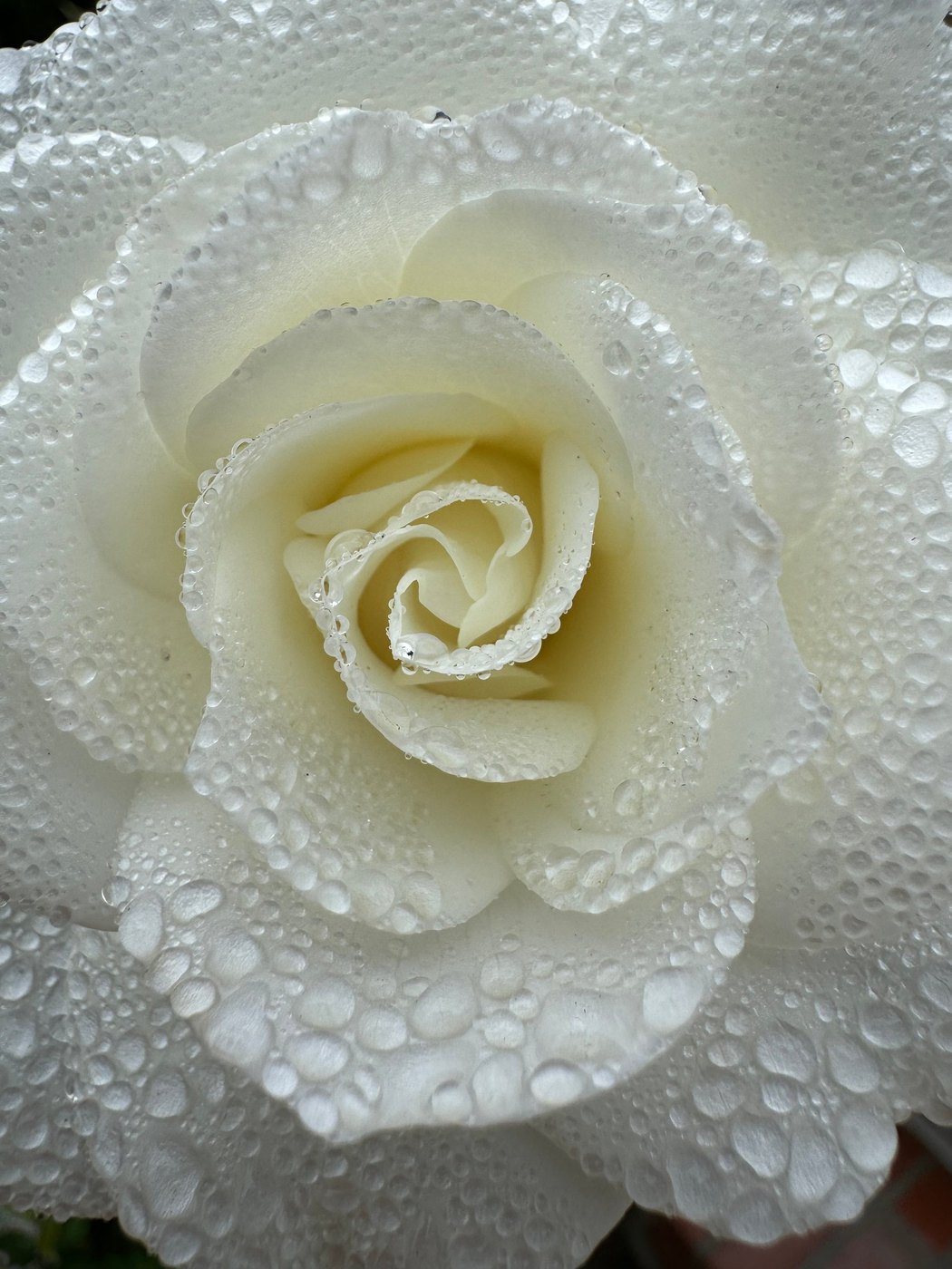 Creamy white rose-like bloom with layered petals beaded with water droplets