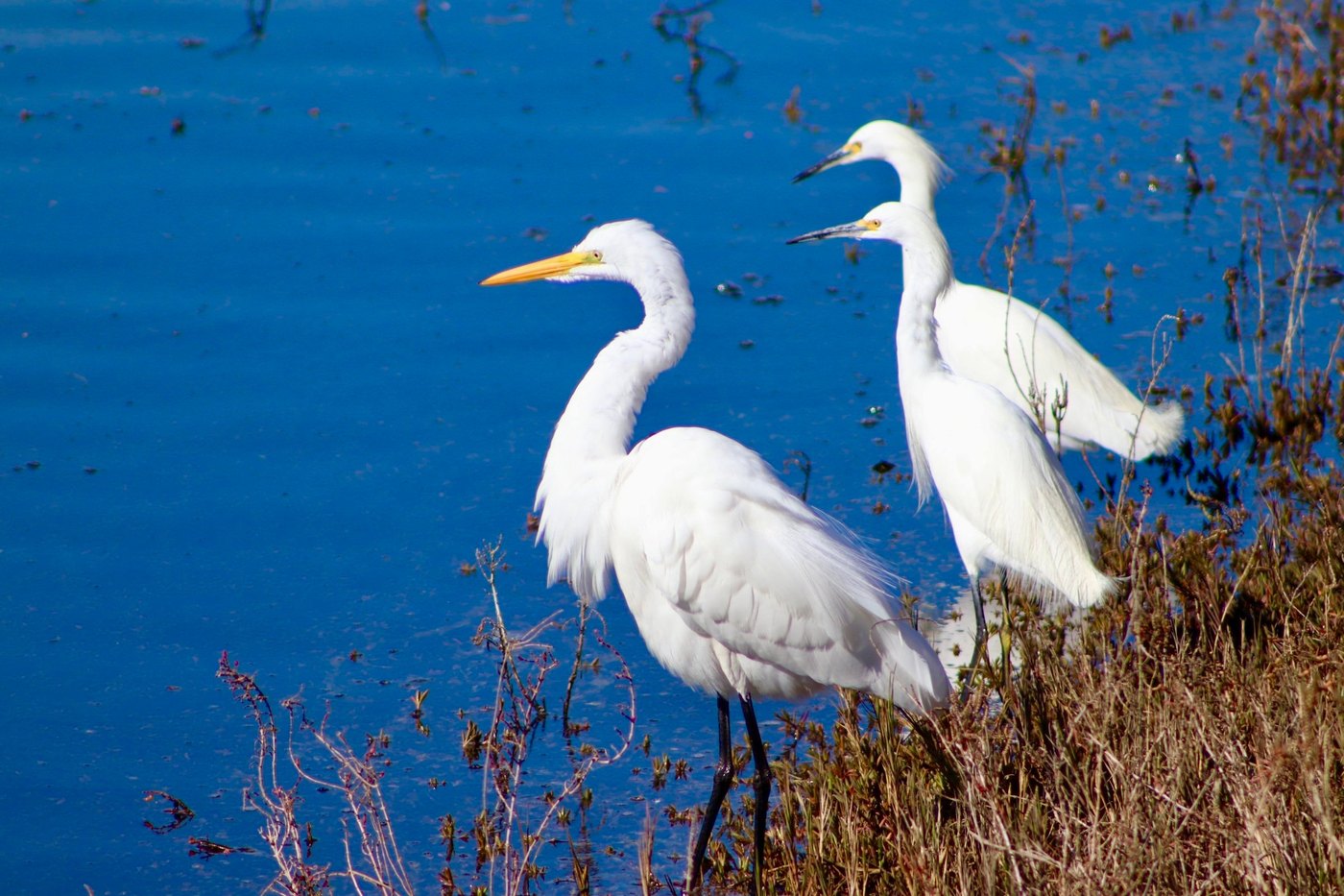 Two white egrets standing at the edge of deep blue water among dry reeds