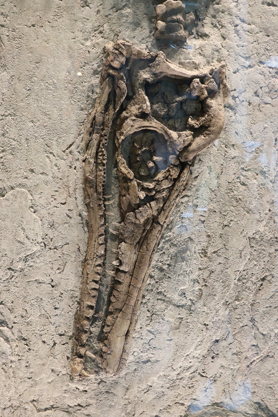 Fossilized skull with a long toothed snout and large eye socket embedded in pale rock