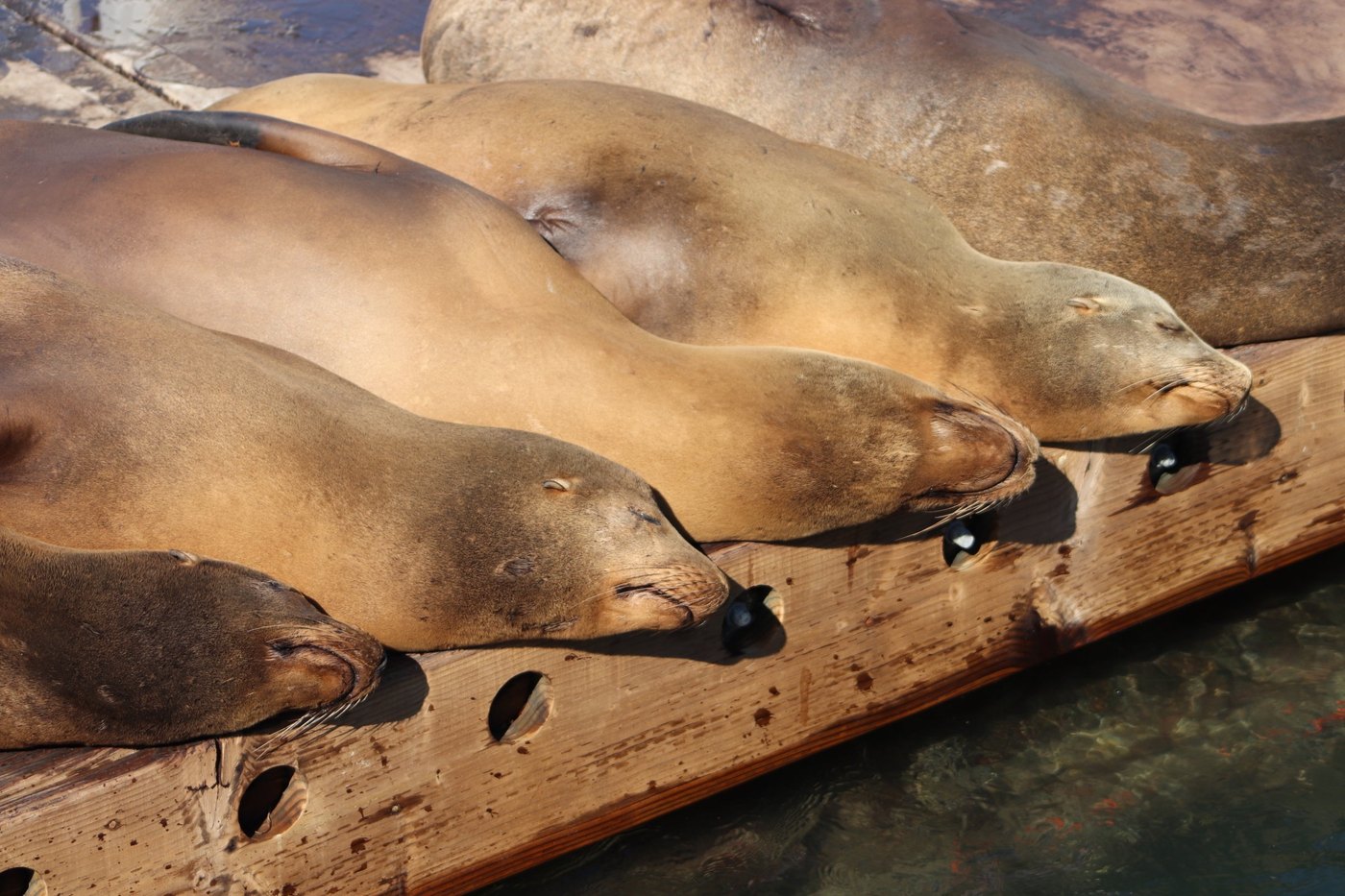 Sea lions sleeping side by side in warm light on a wooden float