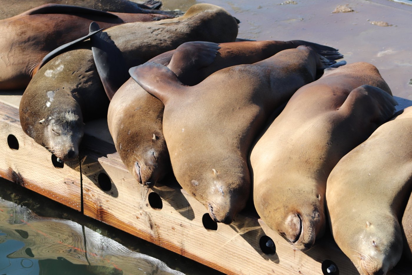 Sea lions piled together dozing on a wooden float above green water